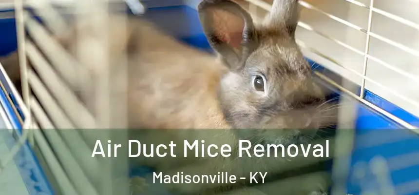 Air Duct Mice Removal Madisonville - KY